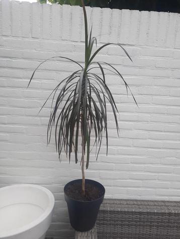 Plantenasiel Hilversum: Dracaena beschikbaar voor biedingen