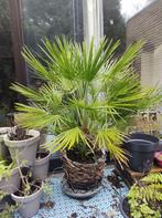 Big!!! Chamaerops Humilis Vulcano Palm / Winterhard, 120 cm, Bloeit niet, 100 tot 250 cm, Palmboom, Ophalen