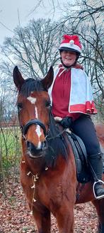 Lieve draver merrie 1.68, Merrie, Recreatiepaard