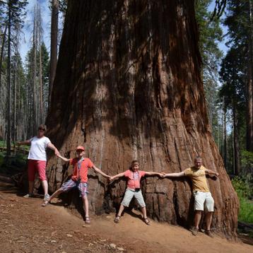 Kustsequoia (Sequoia Sempervirens) 150-200cm 50% korting beschikbaar voor biedingen