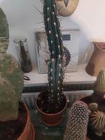 7 mooie cactussen, Ophalen of Verzenden, Halfschaduw, Minder dan 100 cm