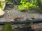 Laatste 6 volwassen corydoras venezuela black, Dieren en Toebehoren, Vis