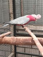 Bewezen mannelijke kweek kakatoe, Dieren en Toebehoren, Vogels | Parkieten en Papegaaien, Mannelijk, Papegaai