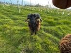 6 Quessant rammen te koop, Mannelijk, Schaap