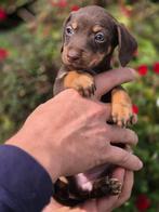 Teckel x jack russel pups super lief en mooi, Dieren en Toebehoren, 8 tot 15 weken, Korthaar, Dwerg, Meerdere