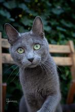 Volwasssn blauwe russen te koop, Poes