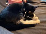 Lief poesje zoekt warm mandje, Dieren en Toebehoren, Katten en Kittens | Overige Katten, Poes