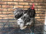 cochin kriel haan blauw, Dieren en Toebehoren, Pluimvee, Mannelijk, Kip