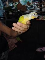 Pyrrhura's te reserveren, Dieren en Toebehoren, Vogels | Parkieten en Papegaaien, Geslacht onbekend, Parkiet, Geringd