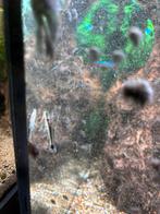 otociclus affinis, Dieren en Toebehoren, Vissen | Aquariumvissen, Vis, Zoetwatervis, Schoolvis