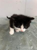Kitten, Dieren en Toebehoren, Katten en Kittens | Raskatten | Langhaar, Meerdere dieren, Ontwormd