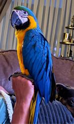 Blauw gele ara, Dieren en Toebehoren, Vogels | Parkieten en Papegaaien, Geslacht onbekend, Papegaai