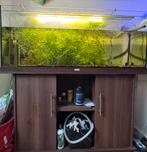 Juwel Rio 240 aquarium met toebehoren, Dieren en Toebehoren, Vissen | Aquaria en Toebehoren, Ophalen, Gevuld zoetwateraquarium