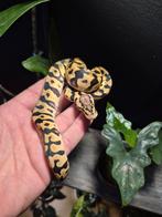 Pastel amon het dg, Dieren en Toebehoren, Reptielen en Amfibieën, Slang, 0 tot 2 jaar