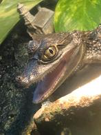 Caiman crocodiles (Brilkaaiman ) 24 nk, Dieren en Toebehoren, Reptielen en Amfibieën, Schildpad, 0 tot 2 jaar