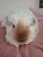 Cavia zeugje, langharig (Sheltie), Vrouwelijk, Cavia, Voor 1 juli 2024