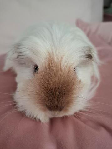 Cavia zeugje, langharig (Sheltie) beschikbaar voor biedingen