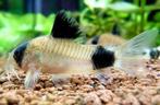 corydora panda, Vis, Zoetwatervis, Schoolvis