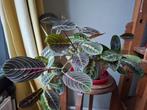 Kamerplant Maranta, Calathea-familie, Huis en Inrichting, Kamerplanten, Ophalen, Overige soorten, Halfschaduw, In pot
