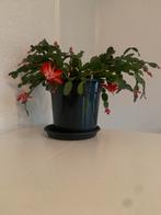 Schlumbergera-Noel Kaktüsü, Huis en Inrichting, Kamerplanten, Ophalen, Halfschaduw, Minder dan 100 cm, Bloeiende kamerplant