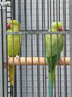 Koppel halsbandparkieten, Dieren en Toebehoren, Vogels | Parkieten en Papegaaien, Meerdere dieren, Parkiet