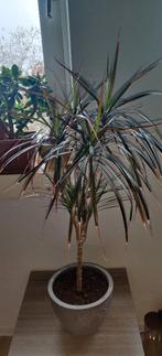 plants – planten, Tuin en Terras, Ophalen, Overige soorten, Volle zon