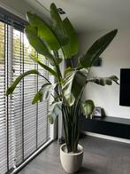 Strelitzia Nicolai 2,5m groot, Huis en Inrichting, Kamerplanten, Ophalen, 200 cm of meer, Overige soorten, Halfschaduw