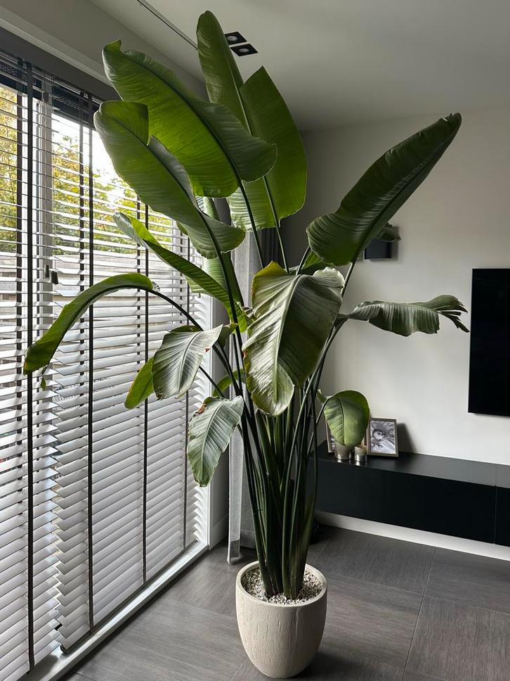 Strelitzia Nicolai 2,5m groot, Huis en Inrichting, Kamerplanten, Overige soorten, 200 cm of meer, Groene kamerplant, Halfschaduw