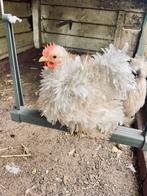 Unieke zijdeveer krul Cochin haantjes, Dieren en Toebehoren, Pluimvee, Mannelijk, Kip