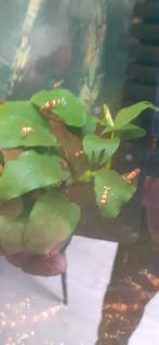 Chrystal reds, Dieren en Toebehoren, Vissen | Aquariumvissen, Kreeft, Krab of Garnaal