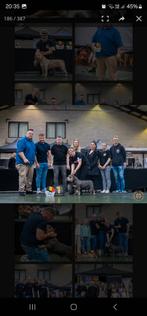 American bully pocket dekreu aangeboden, Dieren en Toebehoren, Reu, 1 tot 2 jaar, Eén hond, Nederland