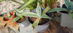 Agave stekjes, Tuin en Terras, Planten | Tuinplanten, Ophalen, Bloeit niet, Overige soorten, Volle zon