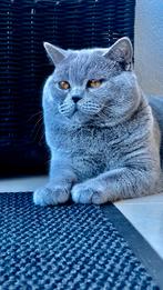 British Shorthair dekkater beschikbaar - Gezond en selectief, Dieren en Toebehoren, Katten en Kittens | Overige Katten, Kater