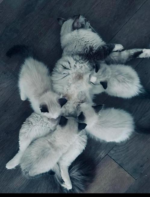 Ragdoll kittens, Dieren en Toebehoren, Katten en Kittens | Raskatten | Langhaar, Meerdere dieren, Ontwormd