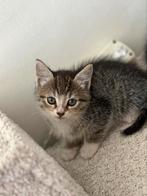 Nog 1 kitten beschikbaar., Dieren en Toebehoren, Katten en Kittens | Raskatten | Korthaar, Poes, Ontwormd, 0 tot 2 jaar