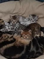 Kittens kruising, Meerdere dieren, 0 tot 2 jaar
