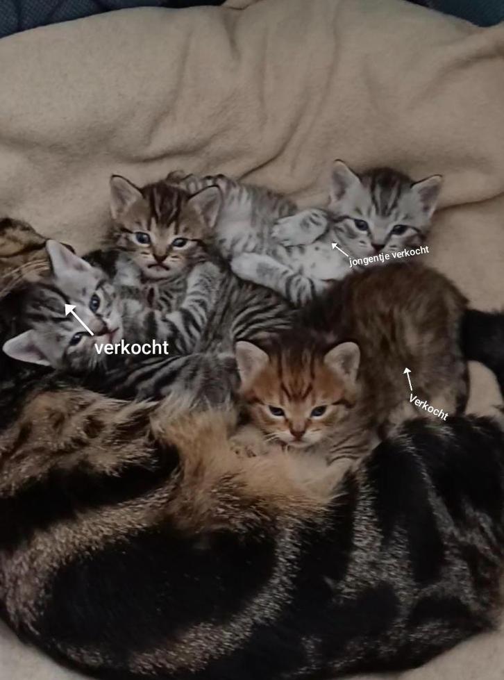 Kittens kruising Nog 1 over, Dieren en Toebehoren, Katten en Kittens | Raskatten | Korthaar, Meerdere dieren, 0 tot 2 jaar