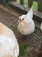 2 hennen watermaalse baardkriel, Dieren en Toebehoren, Pluimvee, Vrouwelijk, Kip