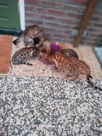 Bengaal broer en zus, Dieren en Toebehoren, Katten en Kittens | Raskatten | Korthaar, Meerdere dieren, Gechipt, 0 tot 2 jaar