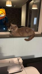 Britse korthaar poes – Lilac, Dieren en Toebehoren, Katten en Kittens | Raskatten | Korthaar, Poes, Ontwormd