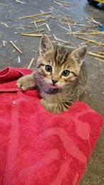 Tijger kittens boerderij, Dieren en Toebehoren, Meerdere dieren