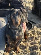 Teckel pup merle/dappel van 8 maanden, Parvo, Standaard, 15 weken tot 1 jaar, Reu