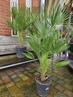 Chamaerops Humilis - Europese Palm - palmboom, Zomer, Volle zon, Ophalen, Palmboom
