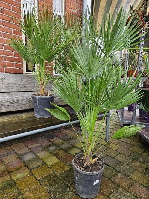 Chamaerops Humilis - Europese Palm - palmboom, Tuin en Terras, Planten | Bomen, Palmboom, 100 tot 250 cm, Volle zon, Zomer, Ophalen