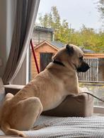 Een warm liefdevolle huis voor onze lieve Albay, Dieren en Toebehoren, Honden | Herdershonden en Veedrijvers, Reu, CDV (hondenziekte)