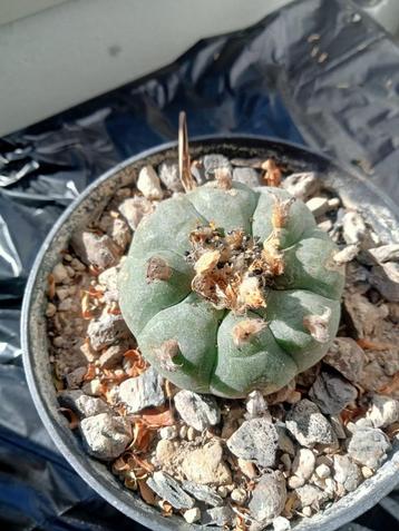 Lophophora Williamsii - Peyote cactus