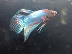 Betta man veiltail paars iridescent, Vis