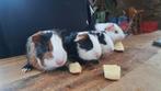 Mooie tamme baby Cavia's te koop, Dieren en Toebehoren, Cavia, Meerdere dieren, Tam, Oktober