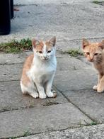 Kittens te koop, Dieren en Toebehoren, Katten en Kittens | Overige Katten, Kater, Kortharig, 0 tot 2 jaar