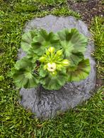 Pelargonium ASTRID, mature plant in an 11-cm pot, Ophalen of Verzenden, Zomer, Volle zon